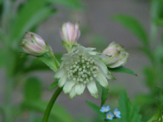 Astrantia majorZeeuws knoopje bestellen